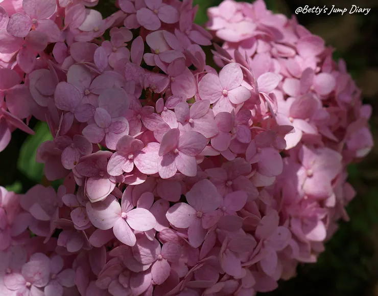 ▲桃園龍潭「穧粑崠咖啡農場」、「越軌咖啡」/ 圖片來源：Betty's Jump Diary