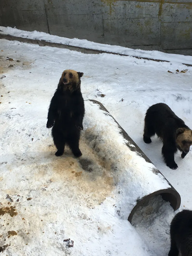 裡面的熊比較懶，只有你餵牠才會站起來。