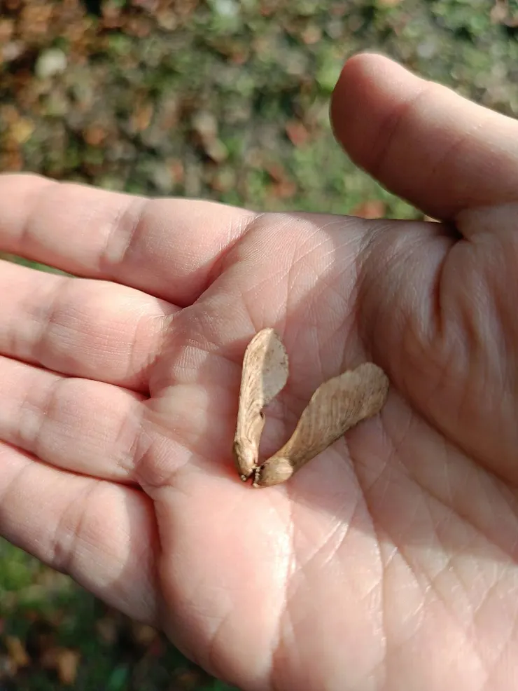 多拉A夢竹蜻蜓般的翅果