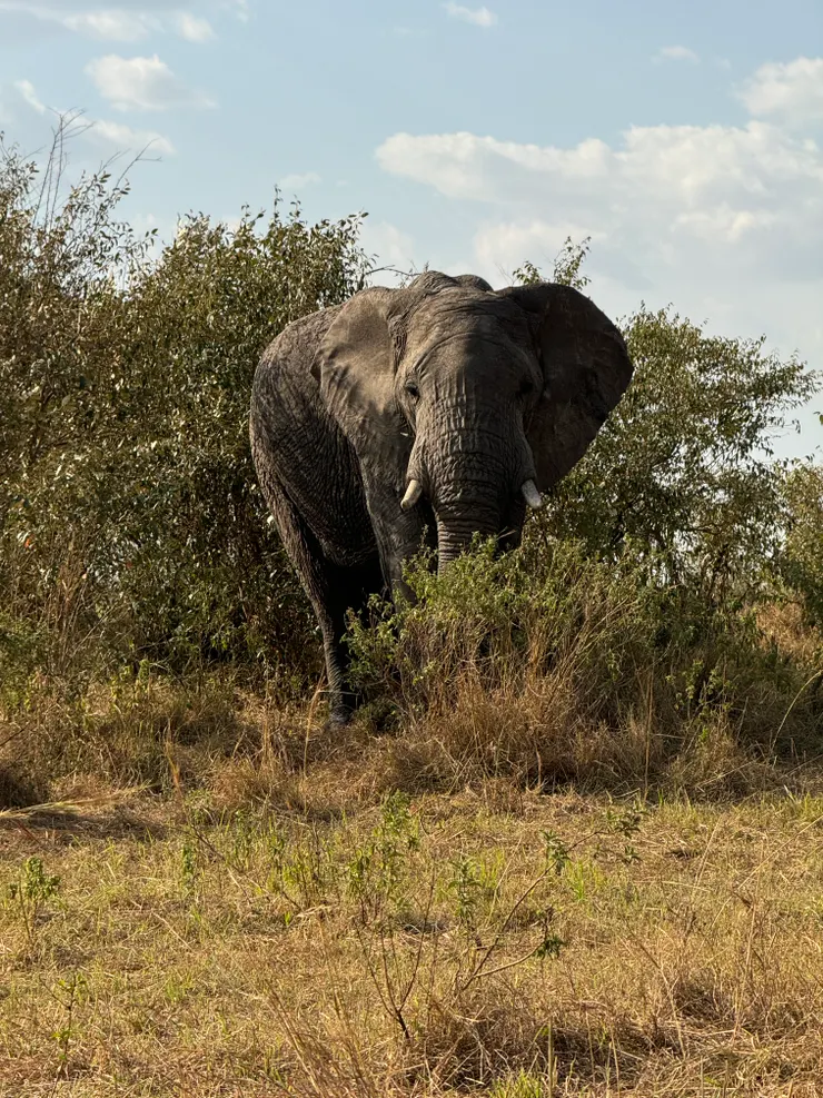 草原破壞王,大象