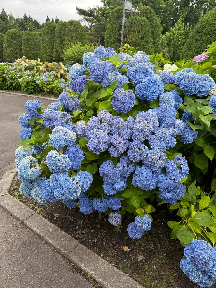 修道院入口處美麗的繡球花