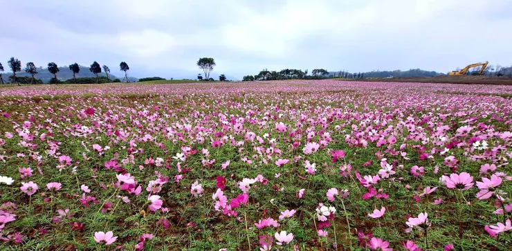 種植於貢寮的大波斯菊花海