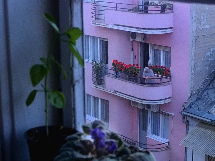 Usambara Violet (2020)