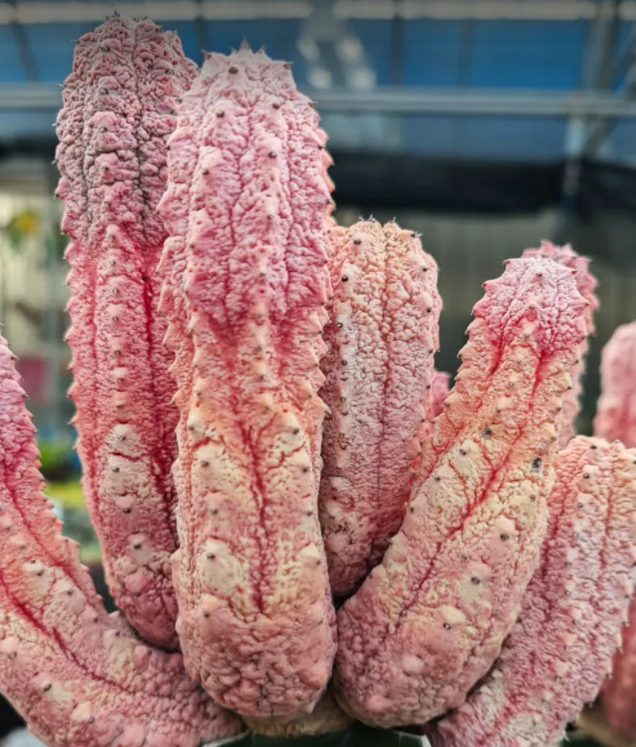 這多肉植物從幾根粗壯的肉質莖從底座竄出,表面布滿皺褶與顆粒感,像被曬乾的珊瑚