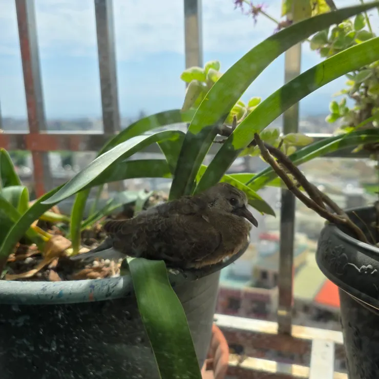 0428 拍攝，一隻已經飛走了。