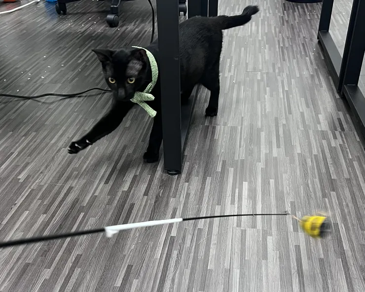 rr在辦公室玩玩具的照片