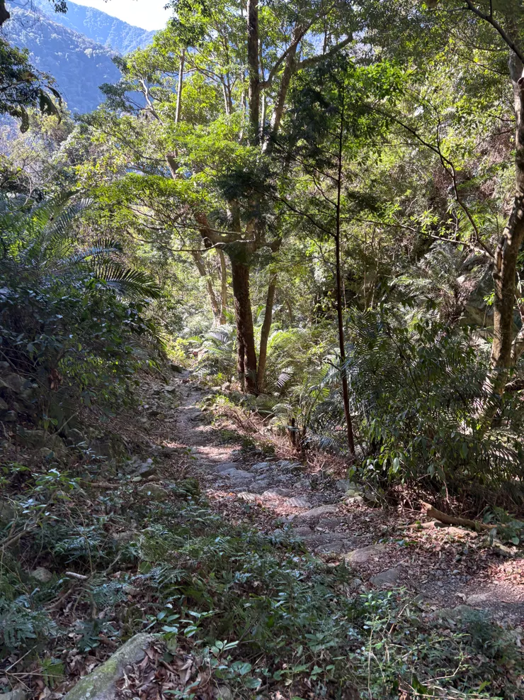 石頭路面的步道，兩側有樹蔭