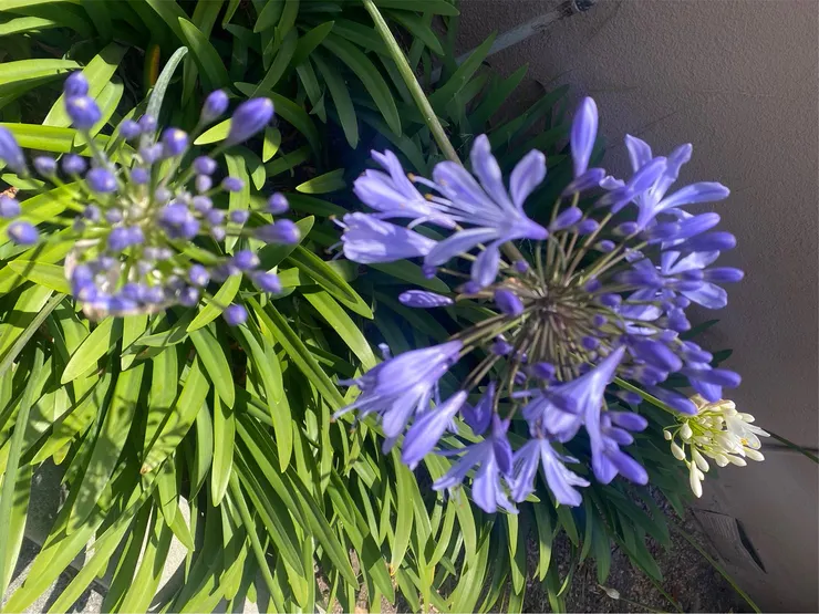 紫色的花是百子蓮,又名情人花。是洛杉磯隨處可見的花。