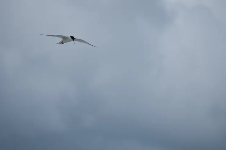 拼命看也看不出玫瑰色的肚子