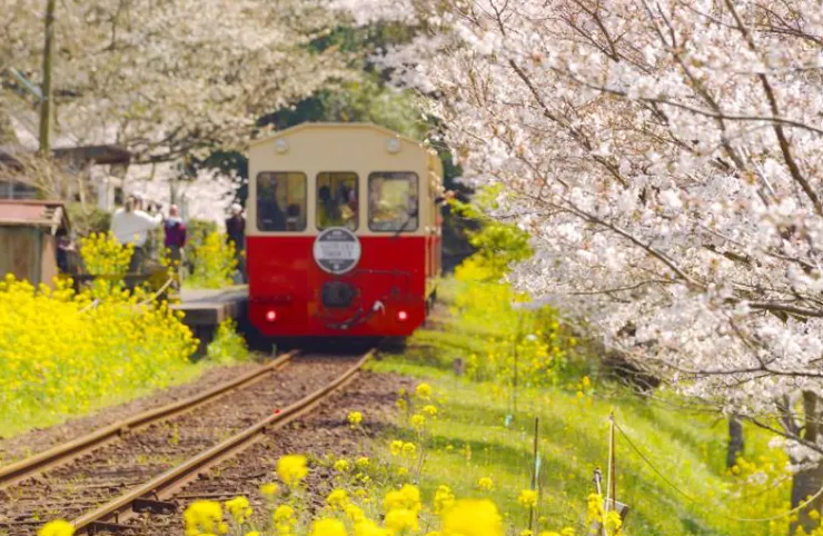 櫻花鐵道