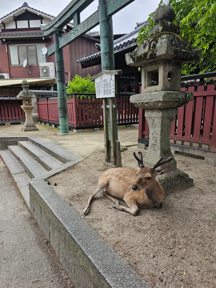 宮島的鹿