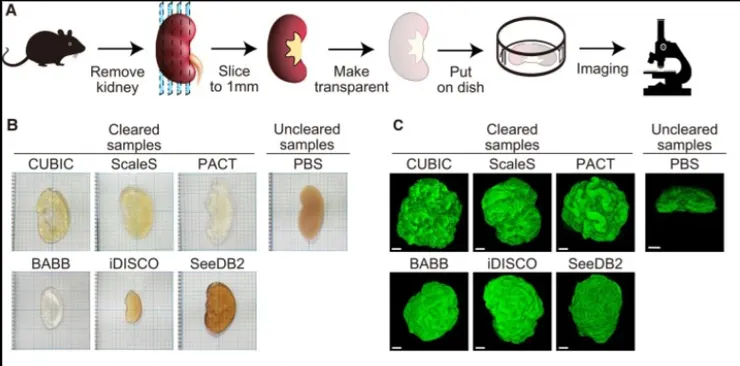 Source: DOI: 10.1093/pnasnexus/pgad433