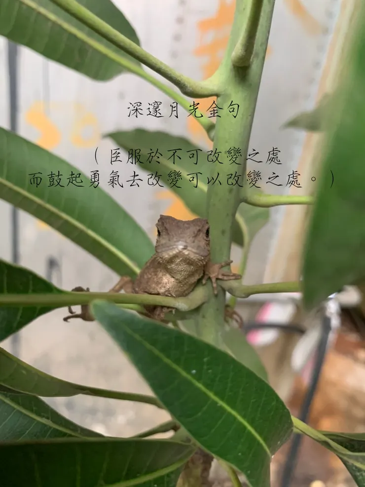 圖片背景很有趣，配上金句，獨特性