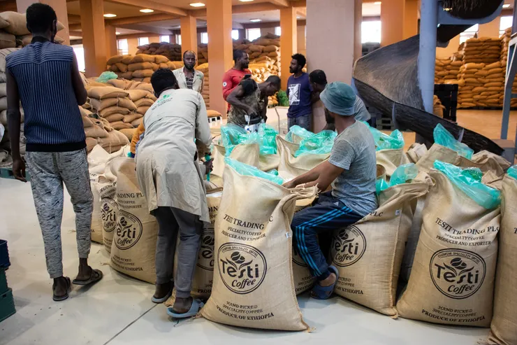 衣索比亞 蓋德奧 耶加雪菲 潔蒂普鎮