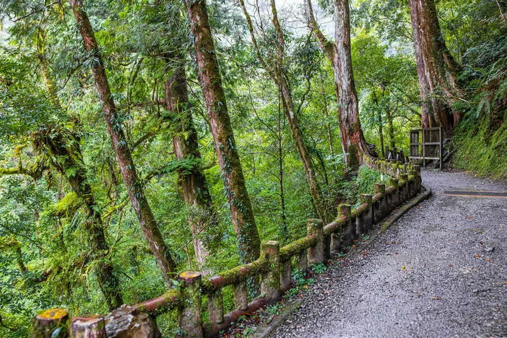 桃園市復興區北橫上巴陵一帶的拉拉山可親近千年巨木神⽊群。