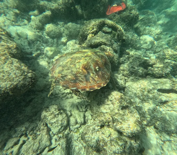 菲律賓遊學週末去薄荷島，海水很清澈