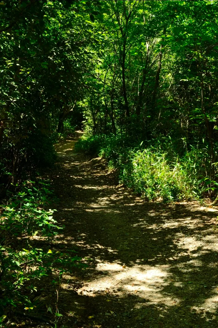 樹影移動(光影流動)