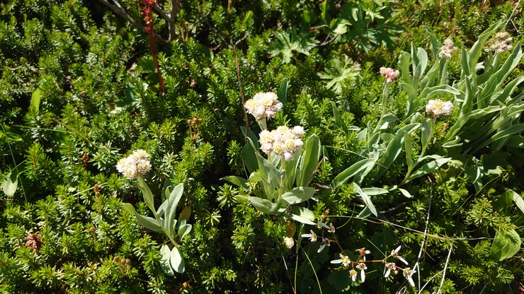 覺得有點像籟簫