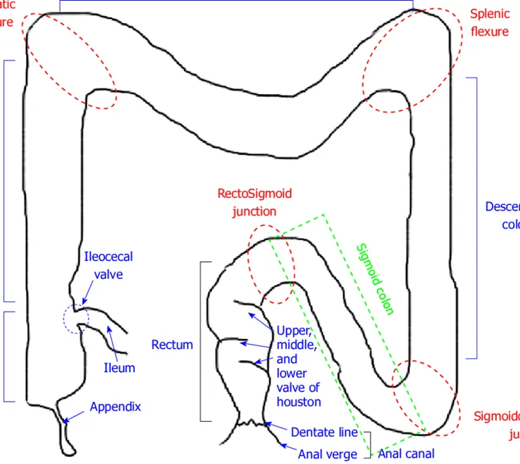 長型肛塞推入9cm 之後會有不順的原因，是因為直腸內有三個主要的肉瓣橫向擋住，要鑽過這些肉瓣才能通往更深層。有些人會覺得光是頂到這些肉瓣就會有悶痛的感覺。但是這些痛感也是可以調教到消失的。