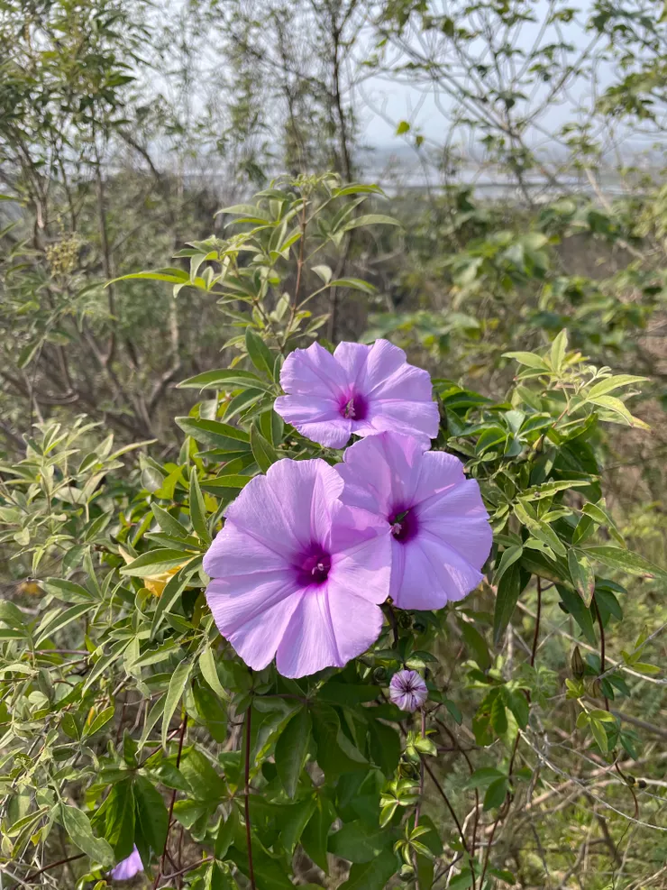 超美的！！！（自己說~）