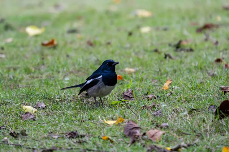 看到胖胖圓滾滾的鳥兒,竟能撫慰我的心