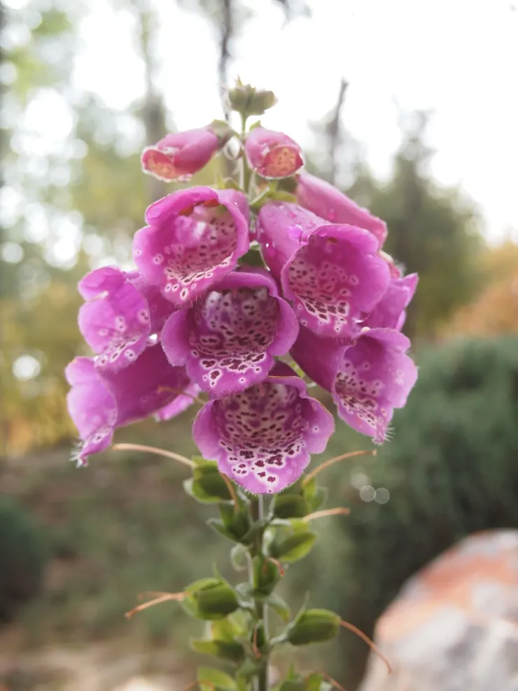 毛地黃，@西寧植物園