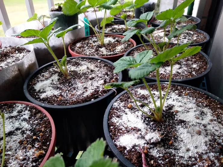 蛋殼磨成粉作有機肥料也可充當下雪景象