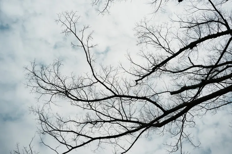 天空配上樹枝也是我很喜歡的畫面