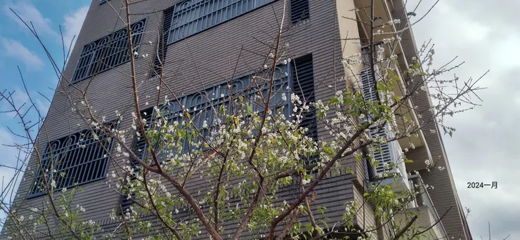 陽明交大山下社區庭院裏的一樹綠葉白梅