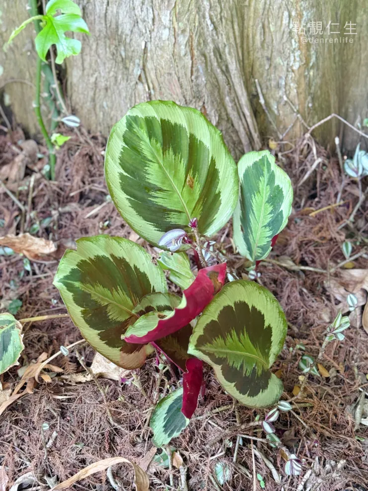 彰化田尾菁芳園|餐廳周圍觀音植物們