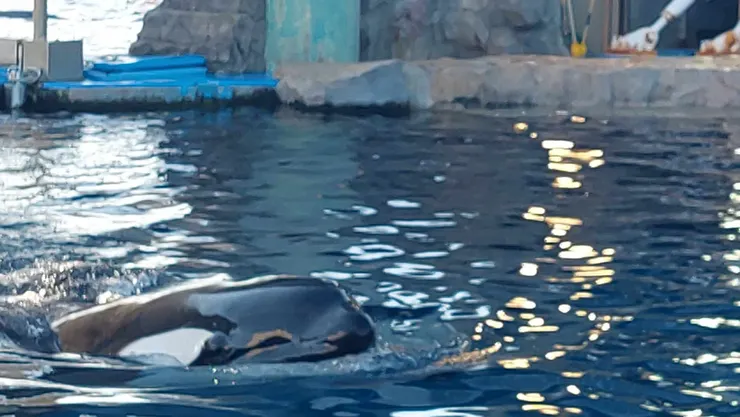 靠近我們的虎鯨