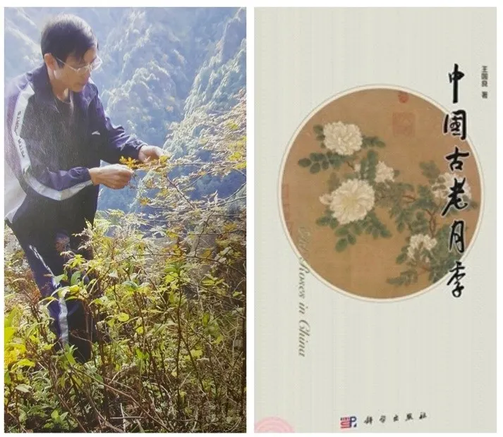 有「世界玫瑰大師」之譽的的王國良教授及其大著《中國古老月季》