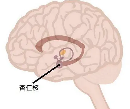 圖2.杏仁核(引自健康)