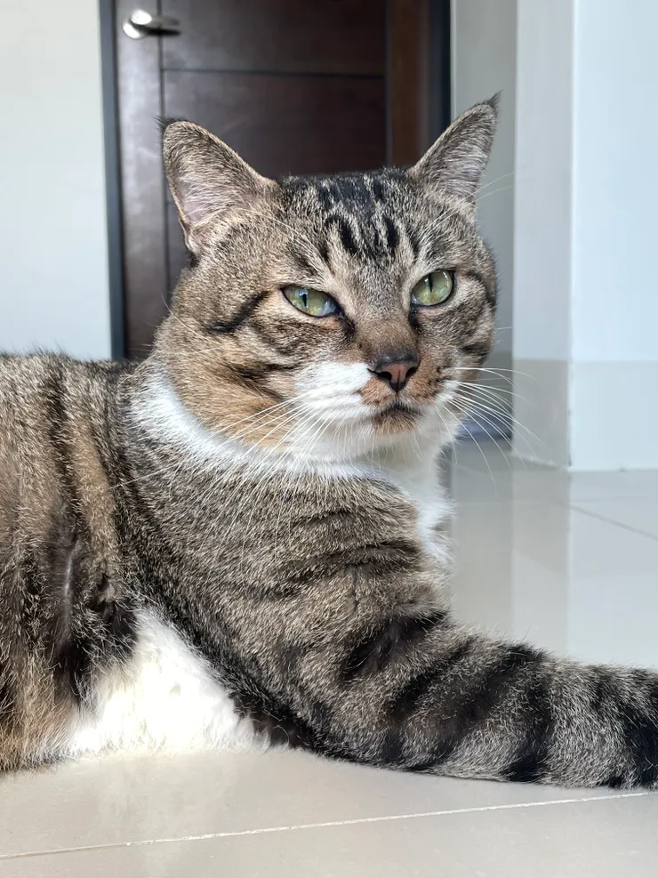 老貓阿咪，看起來頗有大哥風範