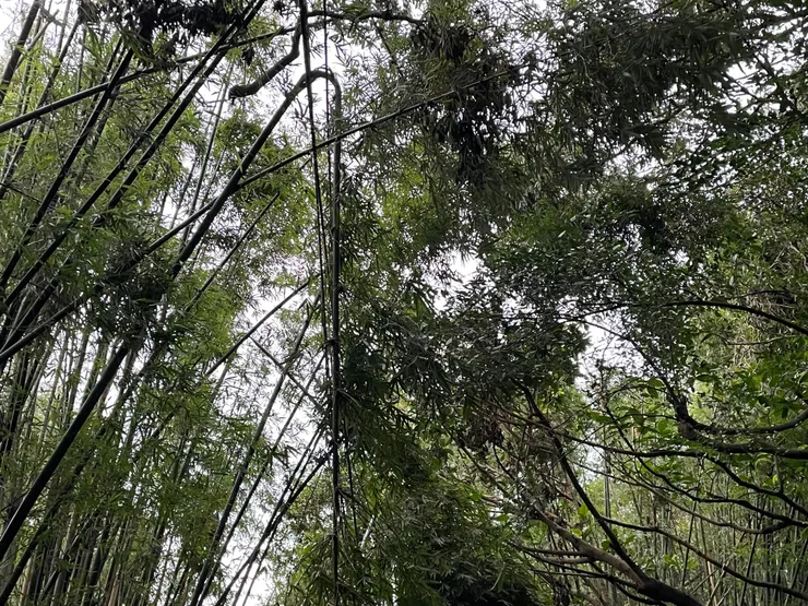 田旁邊的竹林，被颱風吹斷了許多