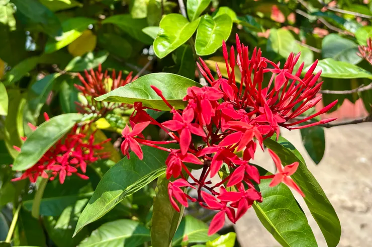 意外勾起大家回憶的仙丹花