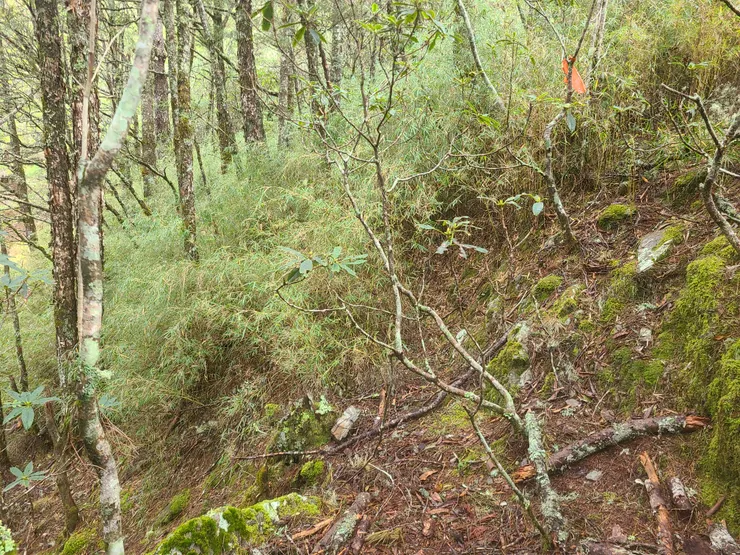 開始有路條了，沿著稜線左側走。會開始時而稜左，時而回稜。當覺得有點不好走時，就是要稍微腰繞再慢慢修回稜上，如此反覆