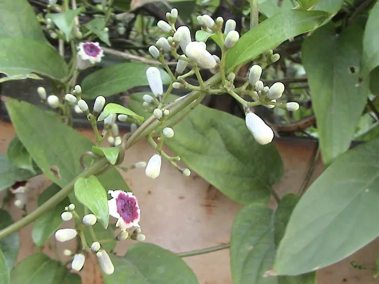 雞屎藤的鐘形花