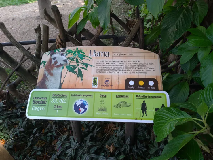 秘魯的駱馬～在非原生地的哥倫比亞當然要好好保護