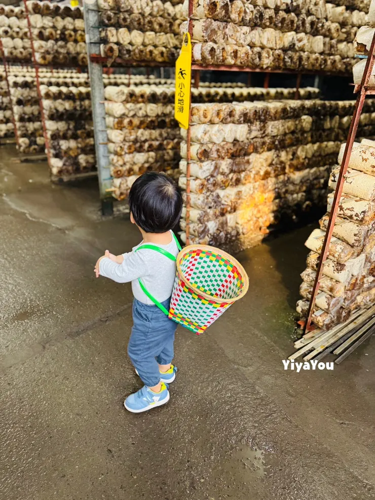 孩子揹著採菇籃子，真的好可愛(大心)