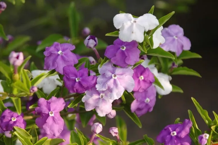 五彩茉莉(圖源自:台灣景觀植物介紹)