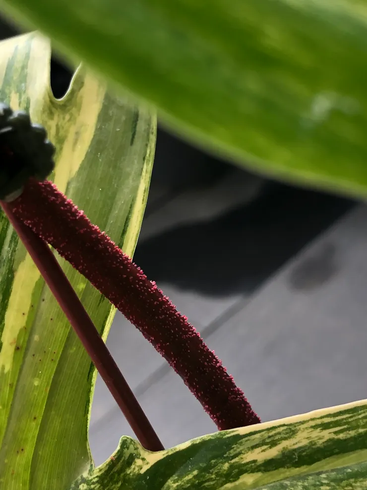 葉柄細長鮮紅且具有短細毛