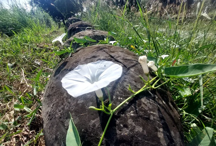 另一種花色的空心菜花