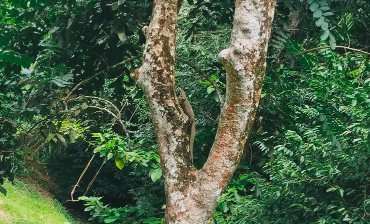 考看看大家蜥蜴在哪裡