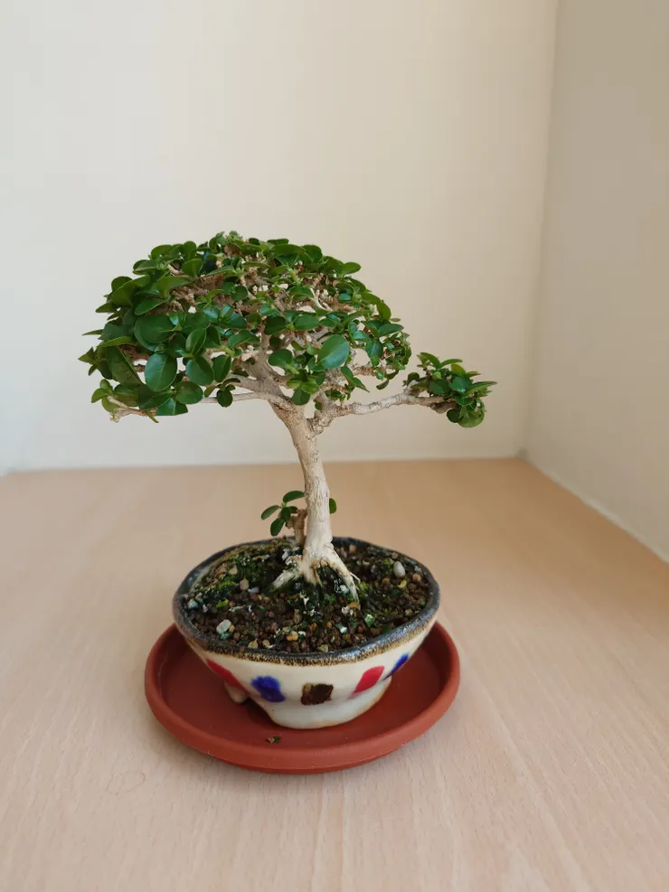 順著前主人塑造的樹形修剪