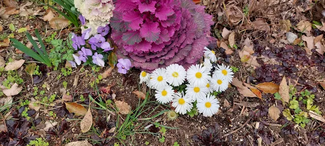 美麗的小花隨處可見