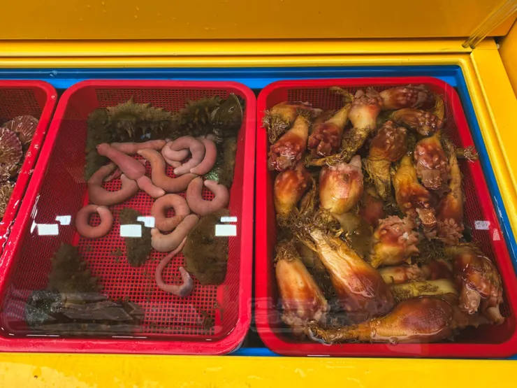 海腸(左)和海鞘(右)