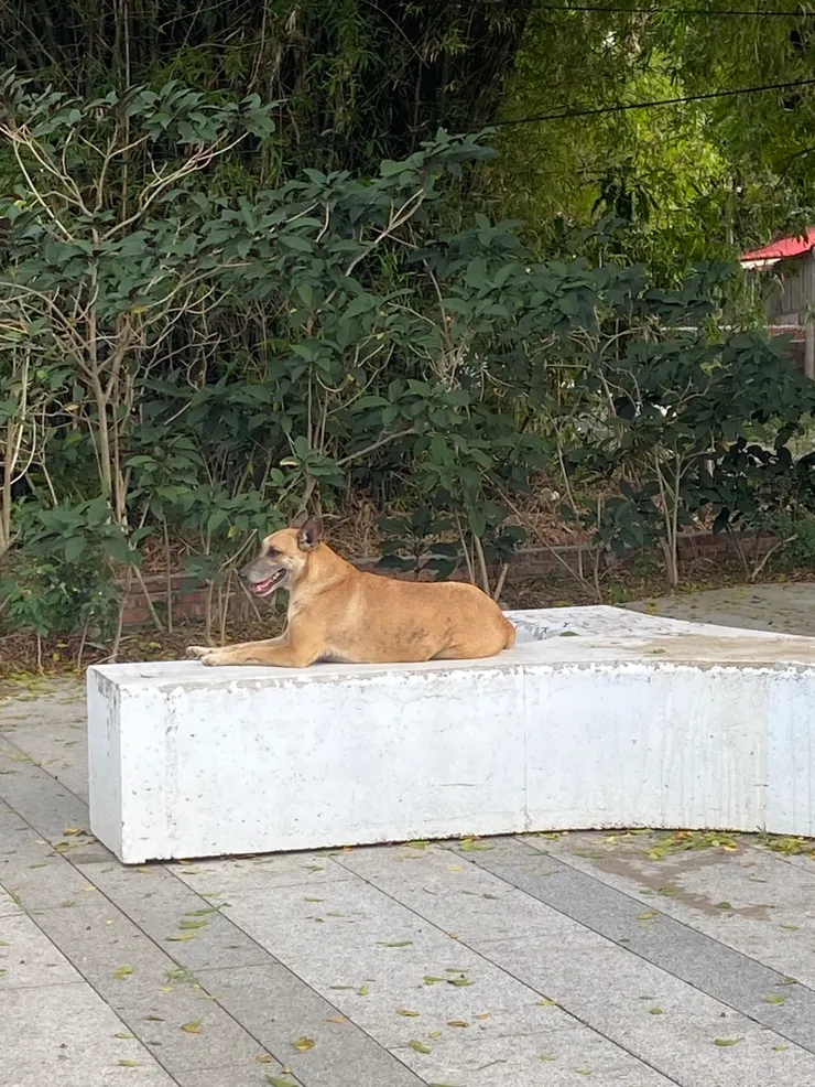 哈赫拿爾外已剪耳的犬隻。圖片來源：吳寀彥