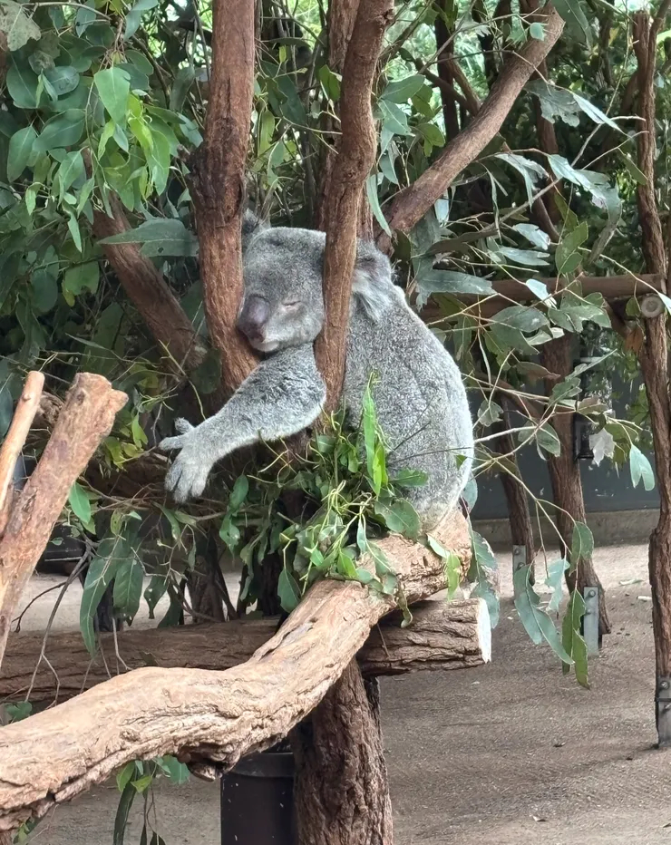 Long Pine Koala Sanctuary布里斯本，25/11/09，這不止抓得穩，連頭都塞住了XD