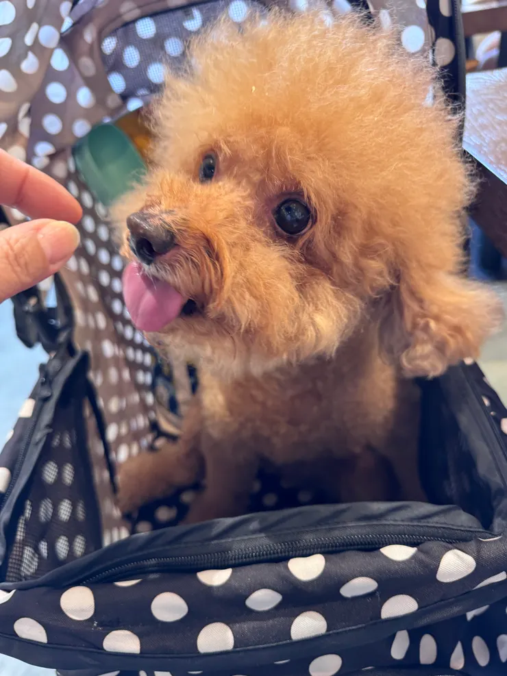 寵物友善餐廳👍